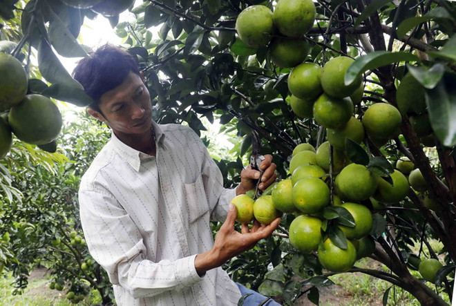 Đưa công nghệ và chuyển đổi số thành tiêu chí xây dựng nông thôn mới ảnh 1