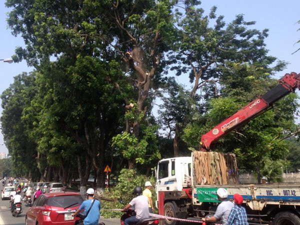 Hà Nội dịch chuyển, cắt tỉa hơn 100 cây xanh trên đường Kim Mã ảnh 1