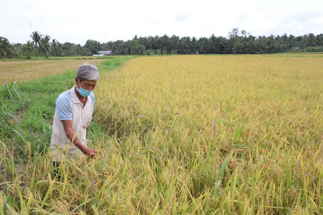 Bến Tre tập trung nguồn lực hỗ trợ nông dân thu hoạch lúa Hè Thu ảnh 1
