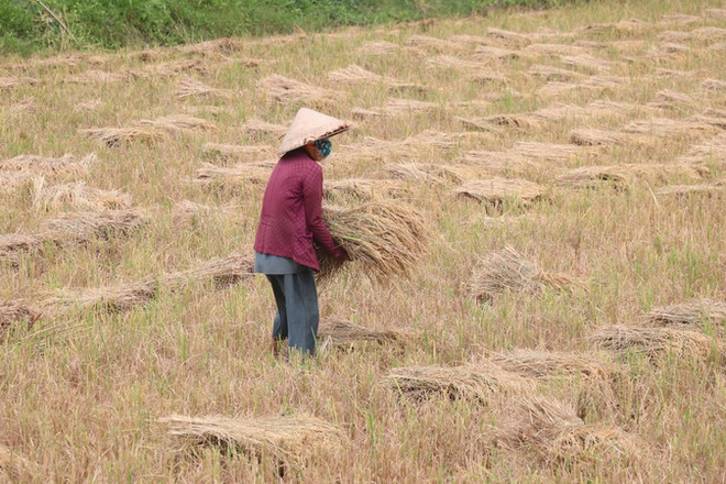 Bến Tre tập trung nguồn lực hỗ trợ nông dân thu hoạch lúa Hè Thu ảnh 2