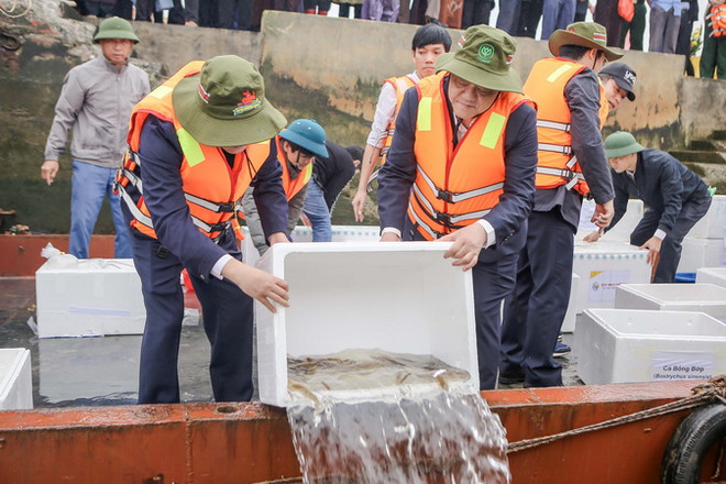 Nam Định thả 1 triệu con cá giống để tái tạo nguồn thủy sản ảnh 1