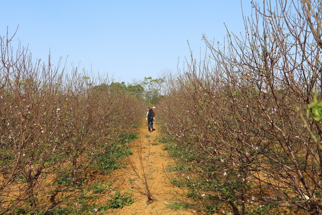 Về Đông Sơn những ngày Xuân chiêm ngưỡng làng đào phai 20 tỷ đồng ảnh 1