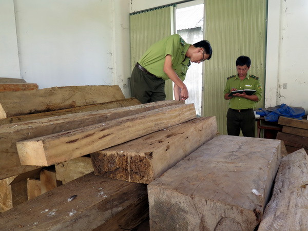 Lực lượng kiểm lâm huyện Đăk Tô kiểm đếm số gỗ trái phép vừa thu giữ. (Ảnh: Cao Nguyên/TTXVN) Vụ thu giữ 77 hộp gỗ dổi tại Kon tum: Phạt hành chính 40 triệu đồng ảnh 1