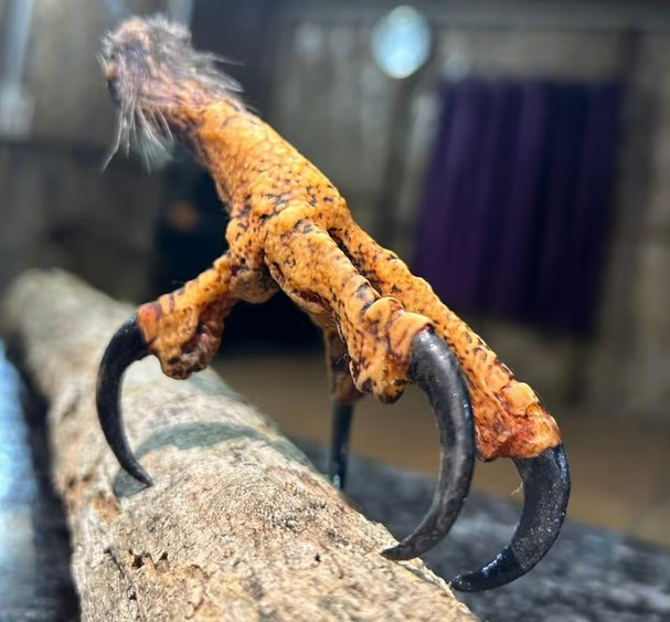 Răng hổ in 3D và công nghệ chứa hy vọng cứu mạng động vật hoang dã ảnh 2