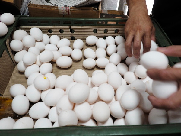 Đài Loan phát hiện thêm 44 trại nuôi gia cầm sử dụng chất fipronil ảnh 1