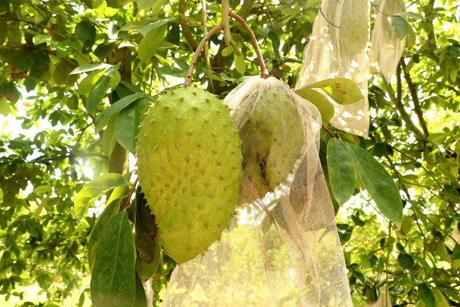 Mùa mãng cầu xiêm bắt đầu từ tháng 10 đến tháng 5 (Dương lịch) năm sau. (Ảnh: Thu Hiền/TTXVN) ttxvn_mang cau xiem.jpg
