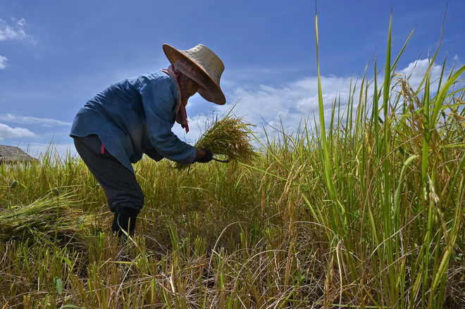 Nông dân gặt lúa trên cánh đồng tại tỉnh Ayutthaya, Thái Lan. (Ảnh: AFP/TTXVN) ttxvn_nong dan Thai Lan gat lua.jpg
