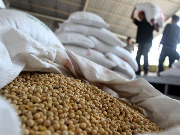 Indonesia cần nhập thêm 40.000 tấn đậu tương mỗi năm ảnh 1