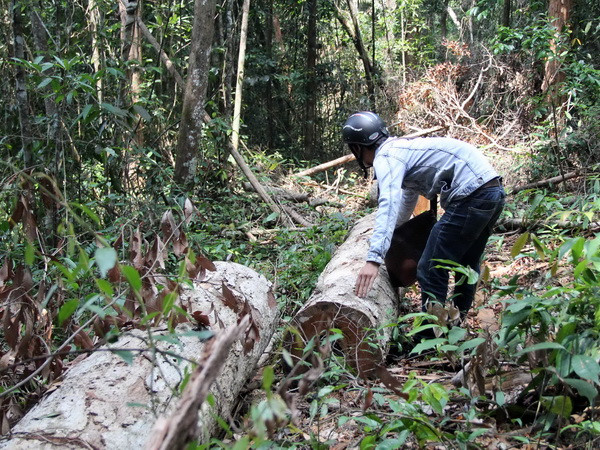 Khởi tố vụ án phá rừng quy mô lớn tại khu vực thủy điện Đồng Nai 5 ảnh 1
