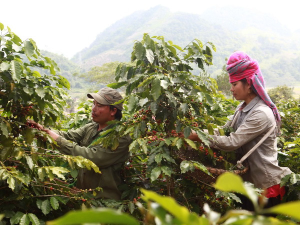 Xuất khẩu nông lâm thủy sản đối mặt với khó khăn "kép" ảnh 1