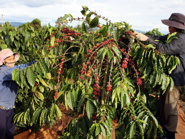 Khuyến cáo người dân không trộn càphê cũ lẫn mới để xuất bán ảnh 1