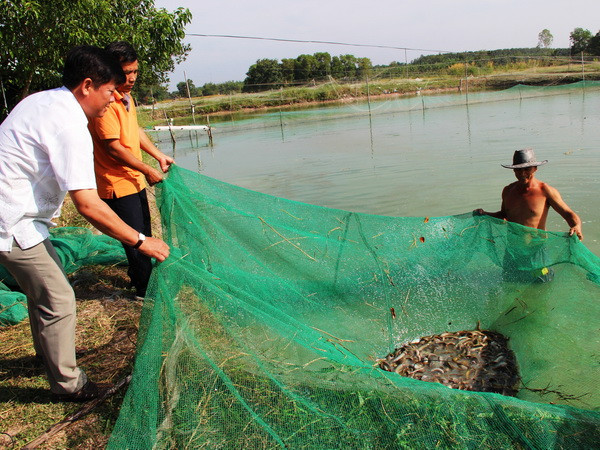 Thích ứng biến đổi khí hậu ở ĐBSCL - Tái cơ cấu nông nghiệp ảnh 1