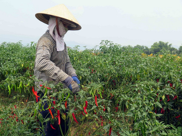 Ớt tươi có khả năng giúp kéo dài tuổi thọ của con người ảnh 1