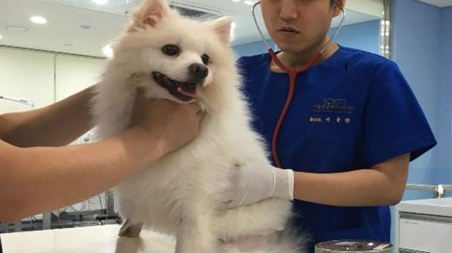 285.000 thú cưng tại Seoul được gắn chíp để phòng ngừa bị lạc ảnh 1