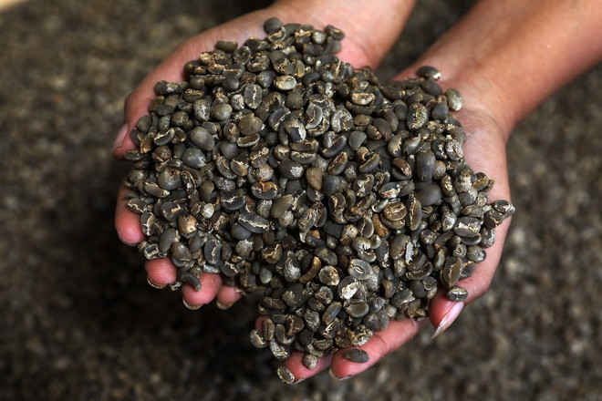 ttxvn_0402_ca phe.jpg