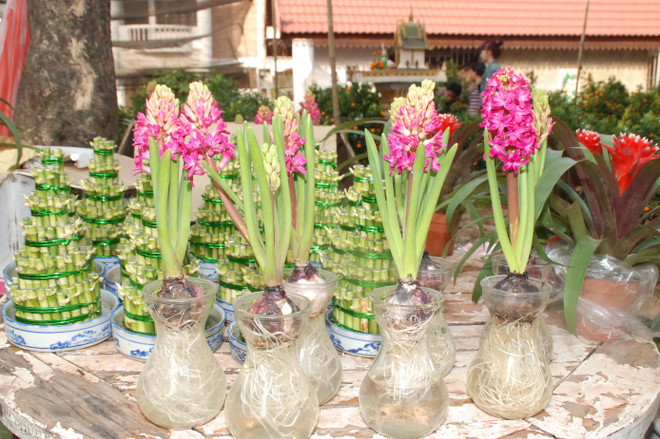 Tết Việt cổ truyền rộn rã Vientiane, ấm lòng những người con xa xứ ảnh 2