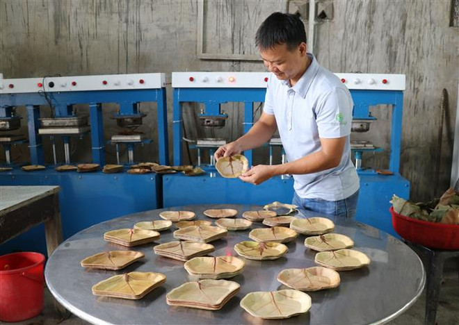 Độc đáo những chiếc đĩa thân thiện với môi trường từ lá nho biển ảnh 3