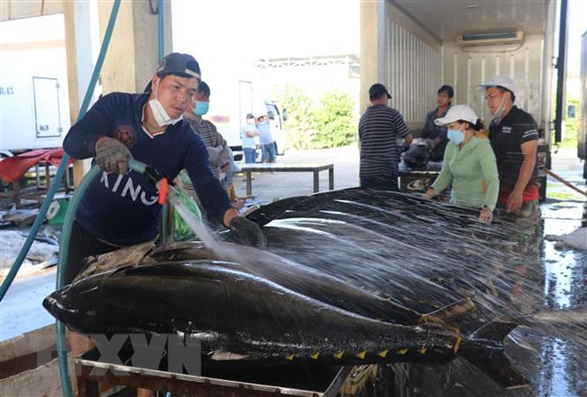 Tận dụng các cơ hội xuất khẩu cá ngừ ra thị trường thế giới ảnh 2