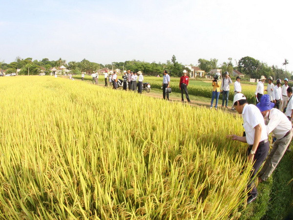 Hà Nội xây dựng các vùng sản xuất nông nghiệp chất lượng cao ảnh 1