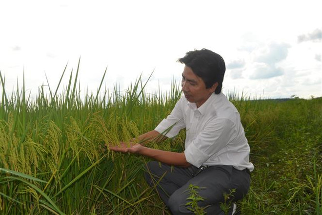 Gấp rút bảo hộ thương hiệu gạo ST24 và ST25 tại các thị trường quốc tế ảnh 1