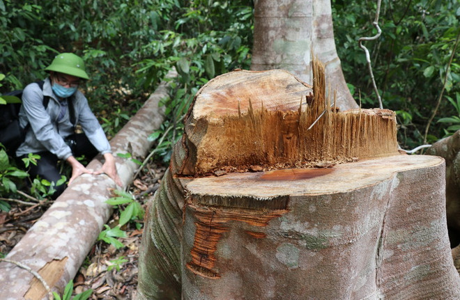 Phú Yên: Rừng thuộc Di tích lịch sử Hội trường Mùa Xuân bị xâm hại ảnh 1