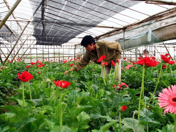 Hà Nội hỗ trợ phát triển vùng trồng hoa cao cấp ảnh 1