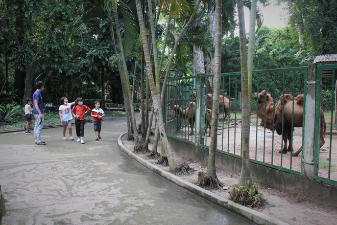 Thảo Cầm Viên Sài Gòn vượt qua khó khăn, sẵn sàng đón khách trở lại ảnh 2