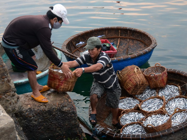 Kiên Giang: Được mùa cá cơm, vui cả ngư dân lẫn nhà sản xuất ảnh 1