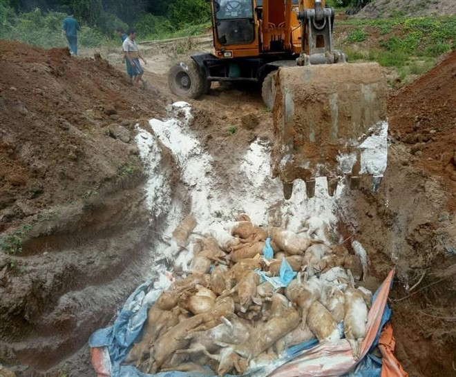 Tiêu hủy hơn 9,5 tấn lợn dương tính với dịch tả lợn châu Phi ảnh 1