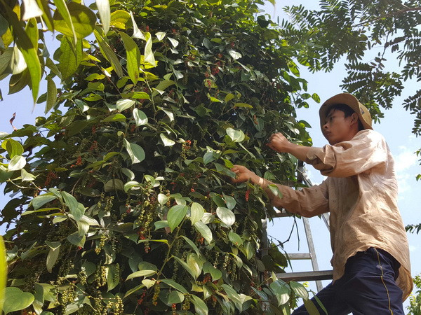 Nông dân xã Đắk Wer, huyện Đắk R’Lấp, tỉnh Đắk Nông thu hoạch hồ tiêu. (Ảnh: Hưng Thịnh/TTXVN) Cần quy hoạch, ổn định diện tích cây hồ tiêu ở Tây Nguyên ảnh 1