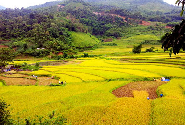 Vẻ đẹp nên thơ của ruộng bậc thang Pác Nặm ở Bắc Kạn ảnh 3