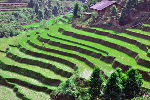 Vẻ đẹp nên thơ của ruộng bậc thang Pác Nặm ở Bắc Kạn ảnh 1