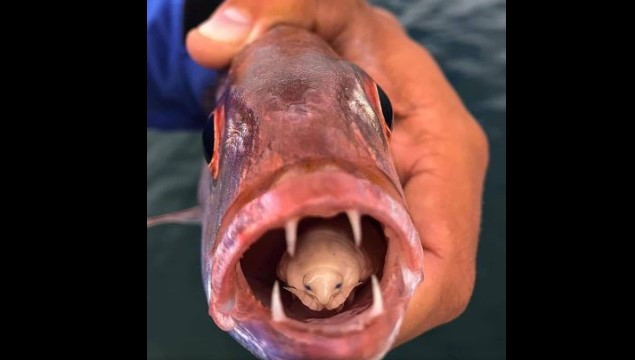 Sinh vật ký sinh kỳ lạ chuyên hút sạch máu ở lưỡi của vật chủ ảnh 2