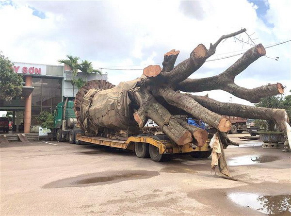Tạm giữ xe đầu kéo chở cây ''siêu khủng'' trên Quốc lộ 19 ảnh 1