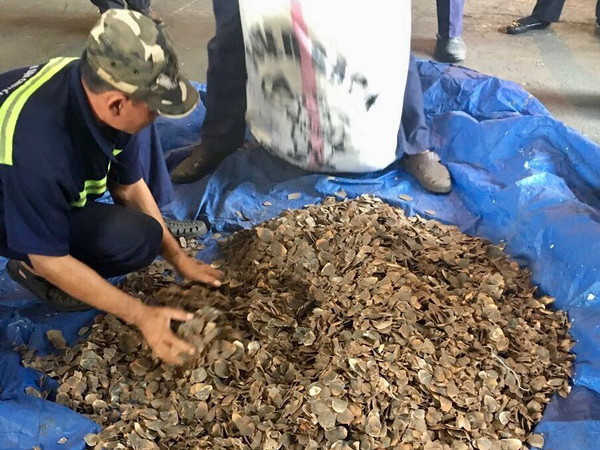 Hải quan TP.HCM tiếp tục thu giữ 3,3 tấn vảy tê tê nhập khẩu trái phép ảnh 1