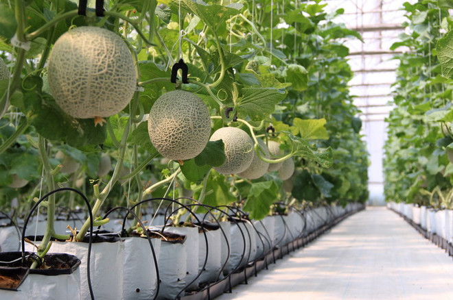 TP.HCM: Biến bãi rác ô nhiễm thành vườn cây công nghệ cao ảnh 2