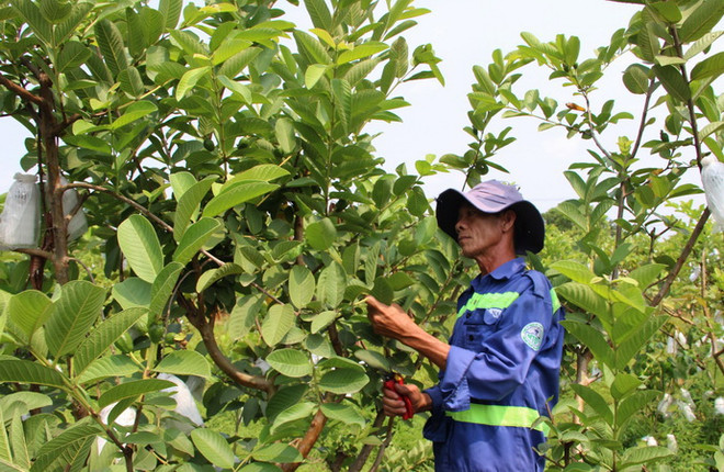 TP.HCM: Biến bãi rác ô nhiễm thành vườn cây công nghệ cao ảnh 1