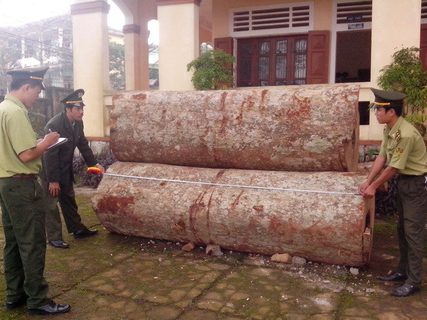 Phát hiện và bắt giữ gần 12m3 gỗ lậu tại Quảng Trị ảnh 1