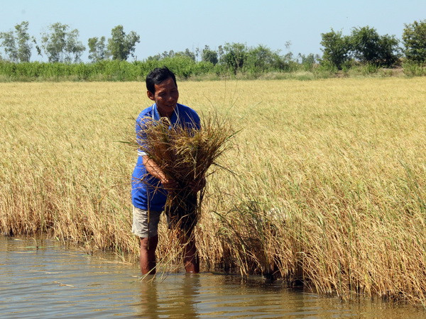 Mặn sẽ xâm nhập sâu nội đồng Tây Nam Bộ vào cuối tháng này ảnh 1