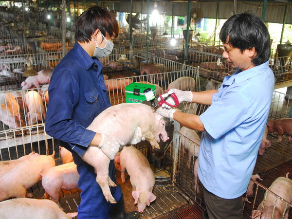 Một cơ sở chăn nuôi heo được công nhận an toàn dịch bệnh động vật. (Ảnh: Mạnh Linh/TTXVN) Chủ động phòng chống dịch cúm gia cầm dịp Tết Nguyên đán ảnh 1