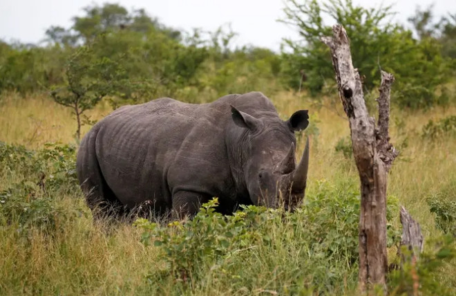 Tê giác xuất hiện trở lại ở Mozambique sau gần 40 năm tuyệt chủng ảnh 1