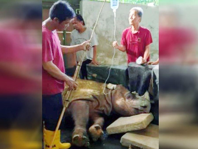 Cá thể tê giác đực Sumatra cuối cùng của Malaysia đã bị chết ảnh 1