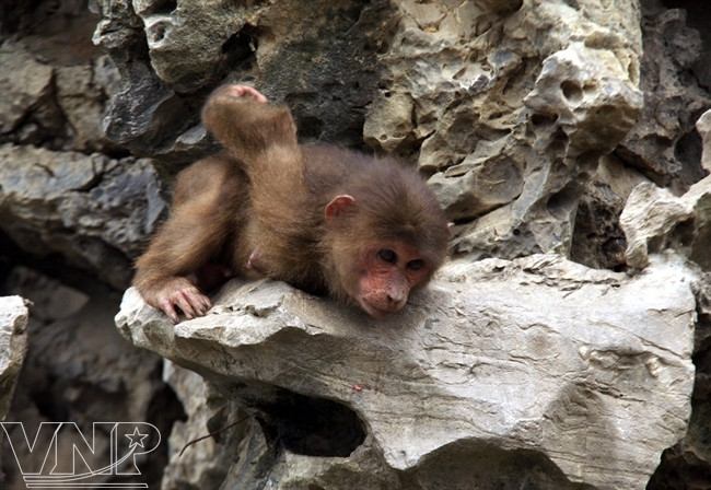 Kỳ thú Khu bảo tồn thiên nhiên đất ngập nước Vân Long ảnh 4