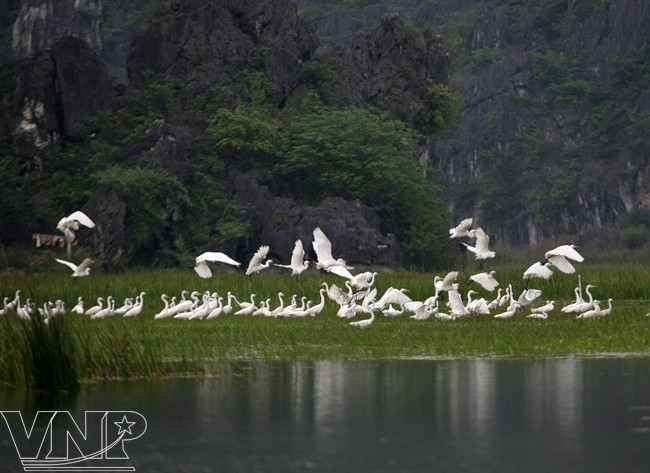 Kỳ thú Khu bảo tồn thiên nhiên đất ngập nước Vân Long ảnh 5
