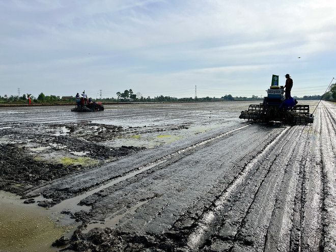 ttxvn_Long An trieu ha lua.jpg