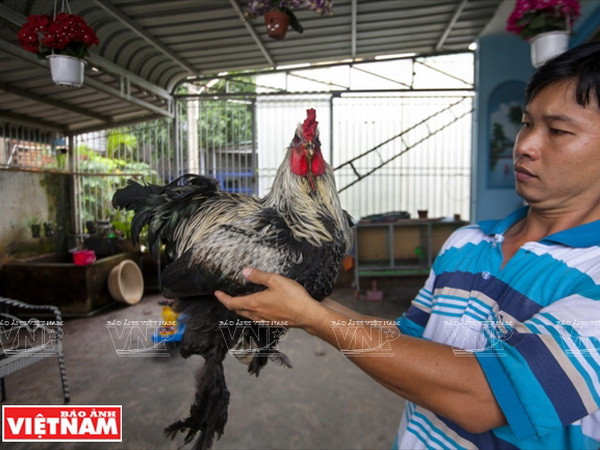 Thăm trại gà kỳ lân có hiệu quả kinh tế cao giữa Sài thành ảnh 7