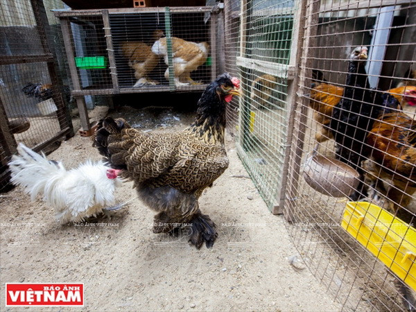 Thăm trại gà kỳ lân có hiệu quả kinh tế cao giữa Sài thành ảnh 1