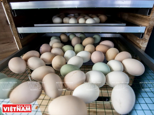 Thăm trại gà kỳ lân có hiệu quả kinh tế cao giữa Sài thành ảnh 3