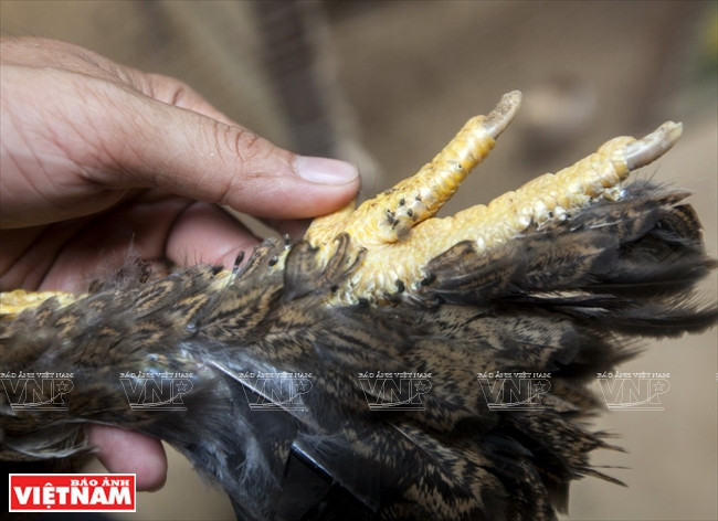 Thăm trại gà kỳ lân có hiệu quả kinh tế cao giữa Sài thành ảnh 8