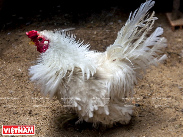 Thăm trại gà kỳ lân có hiệu quả kinh tế cao giữa Sài thành ảnh 5